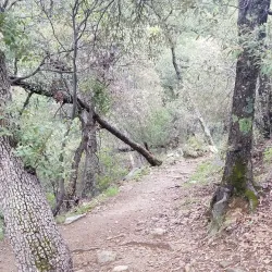 Madera Canyon - Green Valley