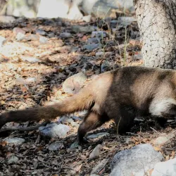 Madera Canyon - Green Valley