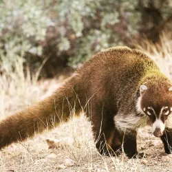 Madera Canyon - Green Valley