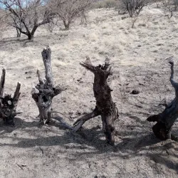 Madera Canyon - Green Valley