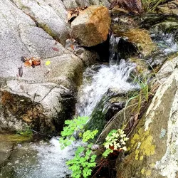 Madera Canyon - Green Valley