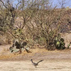 Quail Creek Golf & Country Club - Green Valley