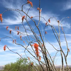 Santa Rita Mountains - Green Valley