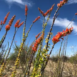 Santa Rita Mountains - Green Valley