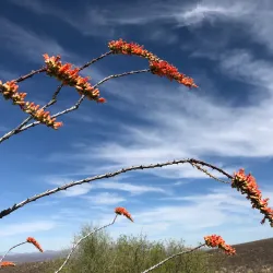 Santa Rita Mountains - Green Valley