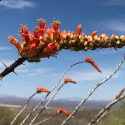 Santa Rita Mountains - Green Valley