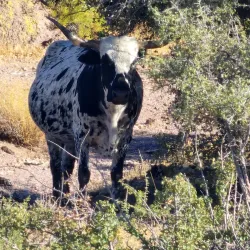 Cerbat Cliffs Recreation Area - Kingman
