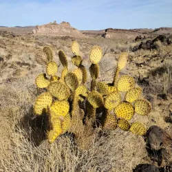 Cerbat Cliffs Recreation Area - Kingman