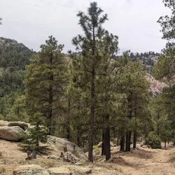Hualapai Mountain Park - Kingman