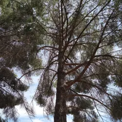 Metcalfe Park - Kingman