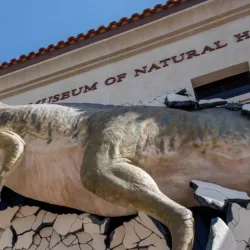 Arizona Museum of Natural History - Mesa