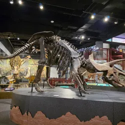 Arizona Museum of Natural History - Mesa