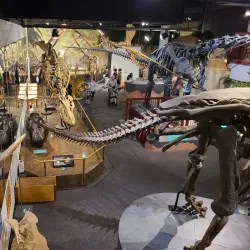 Arizona Museum of Natural History - Mesa
