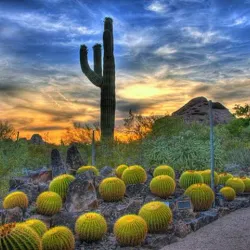 Desert Botanical Garden - Mesa