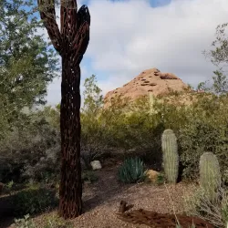 Desert Botanical Garden - Mesa