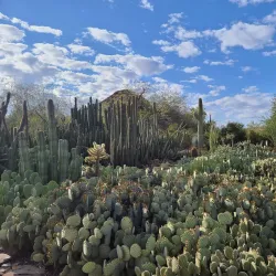 Desert Botanical Garden - Mesa