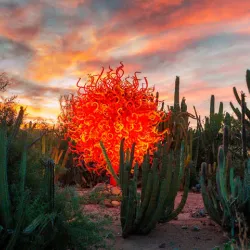 Desert Botanical Garden - Mesa