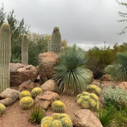 Desert Botanical Garden - Mesa