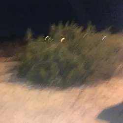 Mesa Grande Cultural Park - Mesa