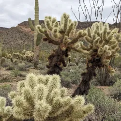 Usery Mountain Regional Park - Mesa