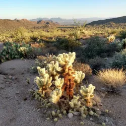 Usery Mountain Regional Park - Mesa