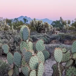 Usery Mountain Regional Park - Mesa