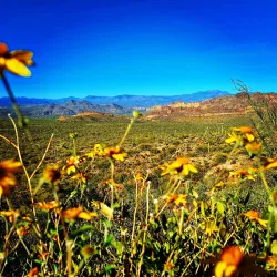 Usery Mountain Regional Park - Mesa