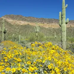 Usery Mountain Regional Park - Mesa