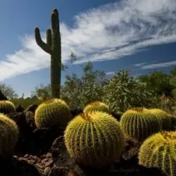 Desert Botanical Garden - Phoenix