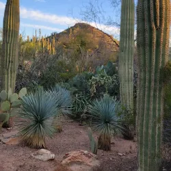Desert Botanical Garden - Phoenix