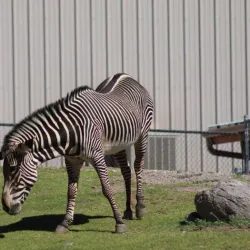 Phoenix Zoo - Phoenix