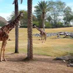 Phoenix Zoo - Phoenix