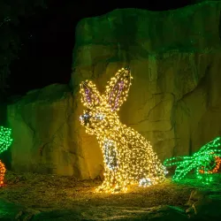 Phoenix Zoo - Phoenix