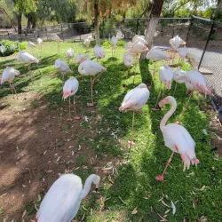 Phoenix Zoo - Phoenix