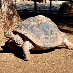 Phoenix Zoo - Phoenix