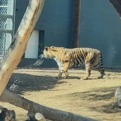 Phoenix Zoo - Phoenix