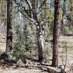 Apache-Sitgreaves National Forests - Pinetop-Lakeside
