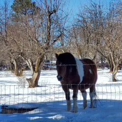 Apache-Sitgreaves National Forests - Pinetop-Lakeside