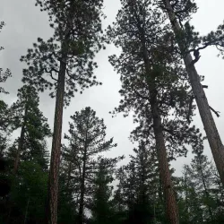 Big Lake - Pinetop-Lakeside