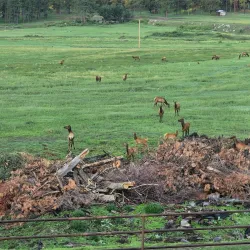 Big Lake - Pinetop-Lakeside