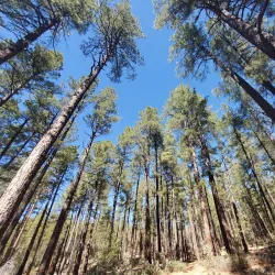 Horton Creek Trail - Pinetop-Lakeside