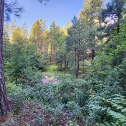 Horton Creek Trail - Pinetop-Lakeside