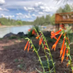 Rainbow Lake - Pinetop-Lakeside