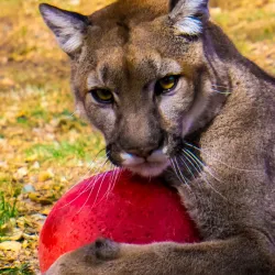 Heritage Park Zoological Sanctuary - Prescott