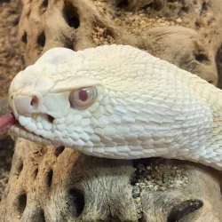 Heritage Park Zoological Sanctuary - Prescott