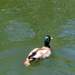 Lynx Lake Recreation Area - Prescott