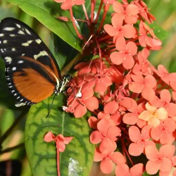 Butterfly Wonderland - Scottsdale