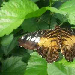 Butterfly Wonderland - Scottsdale