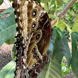 Butterfly Wonderland - Scottsdale