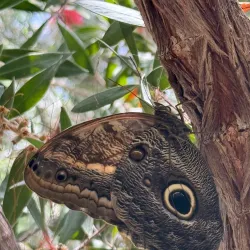 Butterfly Wonderland - Scottsdale